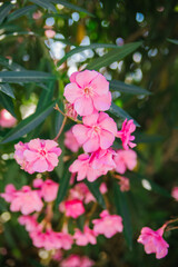 Delicate flowers of pink oleander, Nerium oleander, bloomed in summer. Shrub, small tree, garden plant. Natural beautiful background.