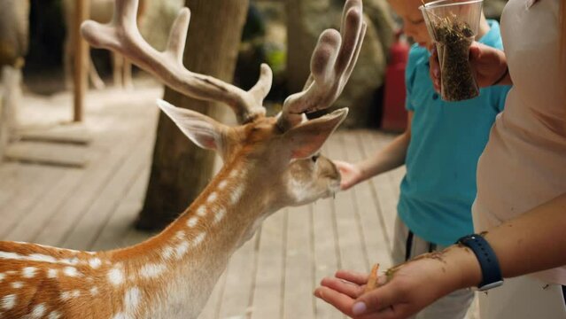 A woman with her 8-year-old son is feeding a spotted fawn from the hands in a national park.