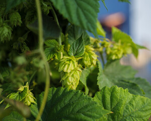 Hop cones grow on the stem of the plant