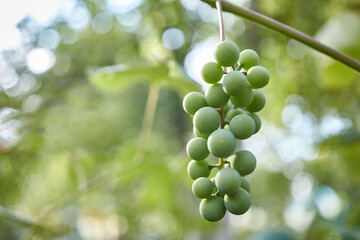 Unripe, green grapes ripen on a branch. Growing grapes. Winemaking