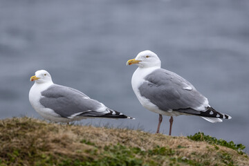 Silbermöwen auf der Vogelinsel Hornøya