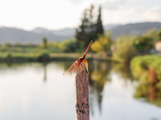 Dragonfly is an indicator of the cleanliness of a natural environment.