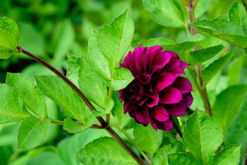 beautiful purple flower dahlia on cloudy summer day green grass