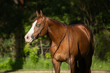 Quarter horse paint mare portrait