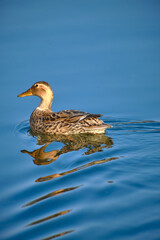 Duck on the water