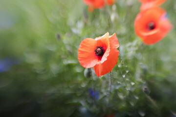 artistic blurred picture of a poppy in the field