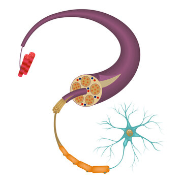 recommend clip art: The structure of the human nerve. Delal anatomy. Medical poster. Vector illustration