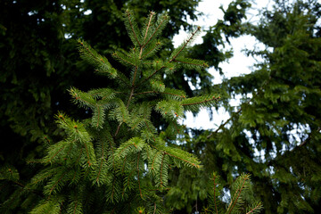 fir branches in the forest