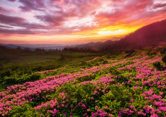 picturesque summer dawn image, picturesque morning scenery, amazing blossom pink rhododendron flowers, floral nature background,,Ukraine, Carpathian mountains, Europe
