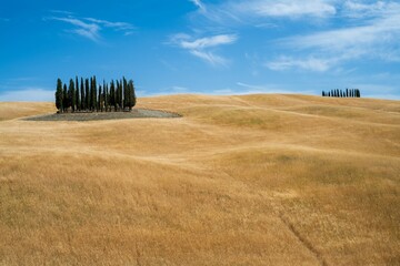 Scenic Tuscany landscape with cypress trees on the top of a plowed hill, near Siena, Italy - obrazy, fototapety, plakaty