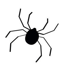 Black spider, vector illustration isolated on a white background.