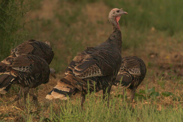Wild Turkey with other turkey scratching for food 