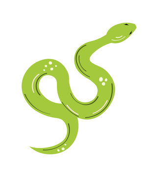 Green snake, vector illustration for design, poster or print. Hand drawn vector illustration on a white background	
