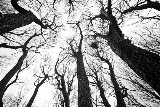 Sad winter trees in black and white style