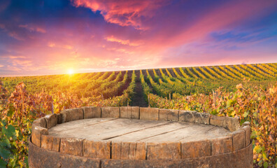 Ripe wine grapes on vines in Tuscany, Italy. Picturesque wine farm, vineyard. Sunset warm light