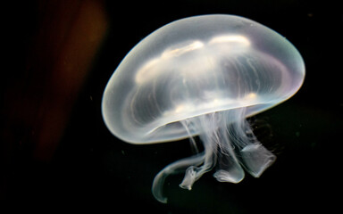 White jelly fish with strong lights - obrazy, fototapety, plakaty