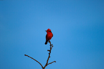 The Scarlet flycatcher (pyrocephalus rubinus) against blue sky background.