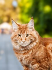 The cat's looking at the camera, cute domestic pet