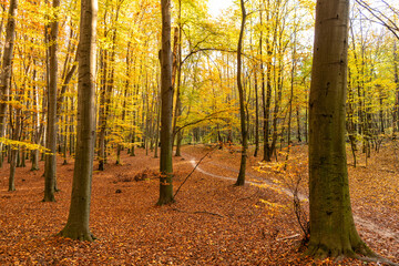 Fototapeta premium autumn forest nature with yellow leaves and trees in november