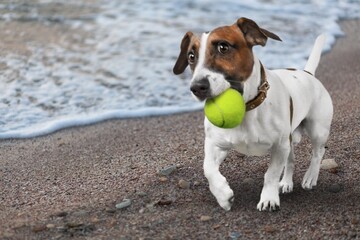 Happy young dog playing in the sea