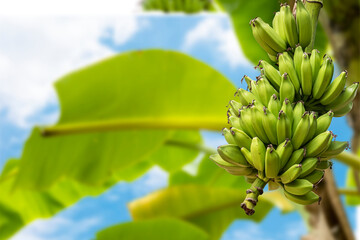 Bunch of green bananas on banana tree against blue sky background.