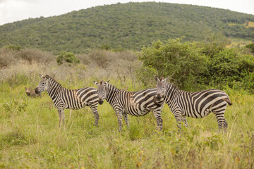 Fototapeta na wymiar Herd of zebras on the african savannah with a wild boar in the background