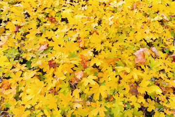 background from yellow colored autumn leaves