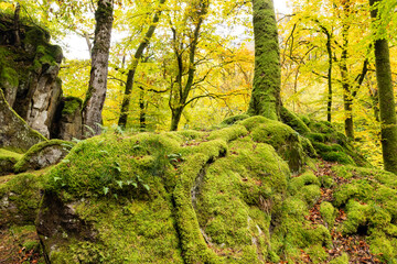 Fototapeta na wymiar Rocks overgrown with moss in Little Switzerland, Luxembourg