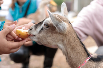 Children feed a little goat with fruit. Petting zoo. Close- up, selective focus