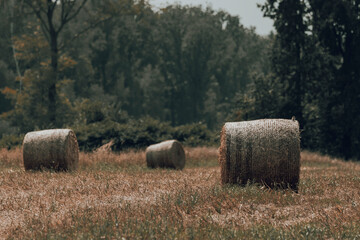 okrągłe bale suchego siana © Colorful Soul
