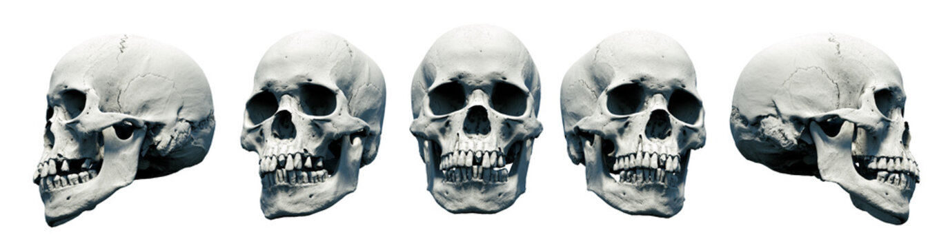 Set Human skulls with an close lower jaw on a White isolated background. Kit. The concept of death, immortality, eternal life, horror. Acult symbol. Spooky Halloween symbol. 3D render