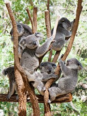 Nahaufnahme Koala © Peter