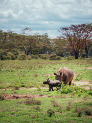rhino in the wild with baby