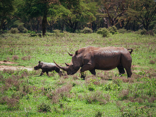 rhino in the wild with baby