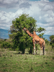 giraffe in the wild