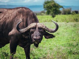 cape buffalo in the savannah