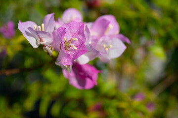 Local pink white bougainvillea, which has the nickname paper flower because the petals are very thin and look like paper. Sky background