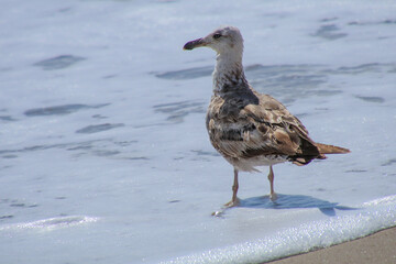 gull at the seashore