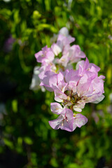 Local pink white bougainvillea, which has the nickname paper flower because the petals are very thin and look like paper. Sky background