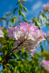 Local pink white bougainvillea, which has the nickname paper flower because the petals are very thin and look like paper. Sky background
