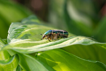 A green beetle sits on a leaf of a garden plant on a summer sunny day macro photography. A beetle sits behind a green leaf in the summertime close-up photography.