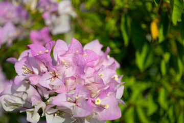 Fototapeta premium Local pink white bougainvillea, which has the nickname paper flower because the petals are very thin and look like paper. Sky background