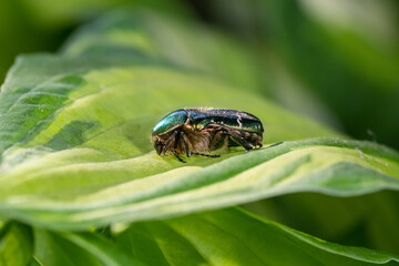 A green beetle sits on a leaf of a garden plant on a summer sunny day macro photography. A beetle sits behind a green leaf in the summertime close-up photography.