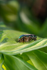 A green beetle sits on a leaf of a garden plant on a summer sunny day macro photography. A beetle sits behind a green leaf in the summertime close-up photography.