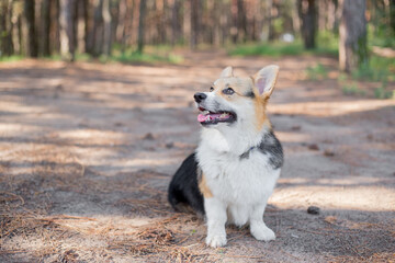 Naklejka na ściany i meble pembroke corgi dog for a walk in the forest.