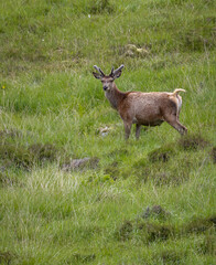 Wilde Hirsche in Schottland