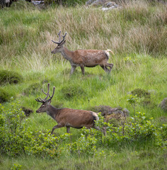 Wilde Hirsche in Schottland