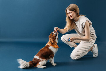 Young pet owner feeding her dog on blue backdrop in studio. Little dog eating from hands of a woman.