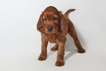 brown adorable Irish setter puppy. photo shoot in the studio on a white background