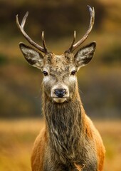 Vertical shot of a red deer in Scottish Highlands during the day
